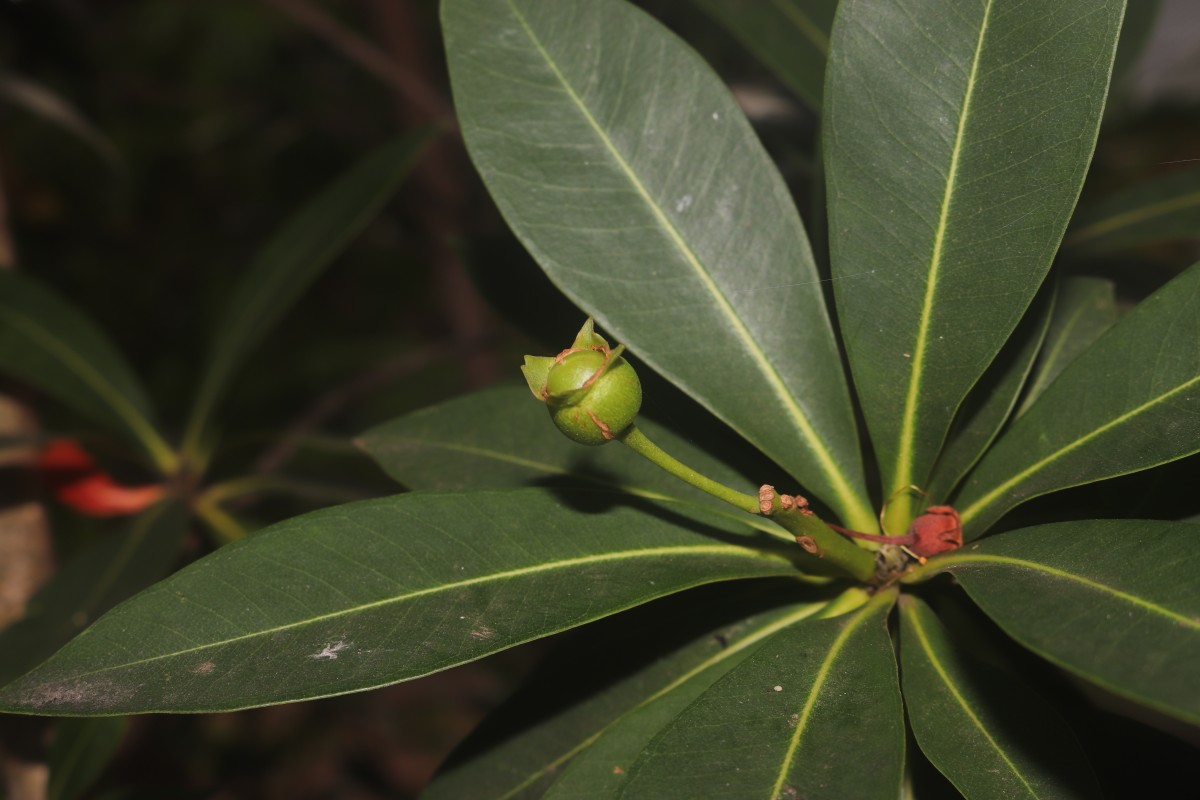 Xanthostemon verticillatus (C.T.White & W.D.Francis) L.S.Sm.